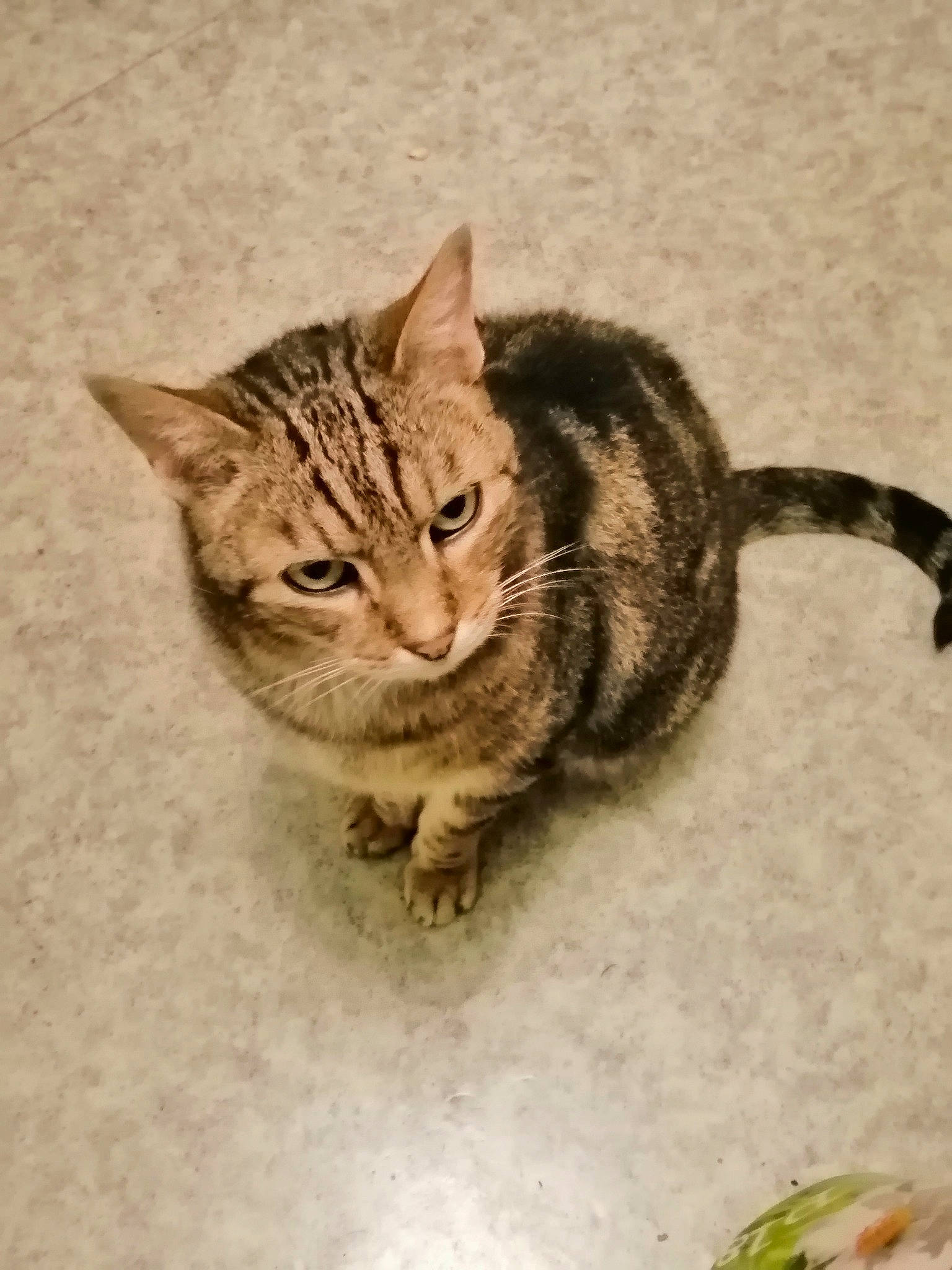 Démon participe au concours pour gagner de l'argent avec cette photo : art, carnivore, cat, claw, domestic_short_haired_cat, drawing, felidae, fur, illustration, paw, small_to_medium_sized_cats, snout, tail, terrestrial_animal, whiskers, wildlife