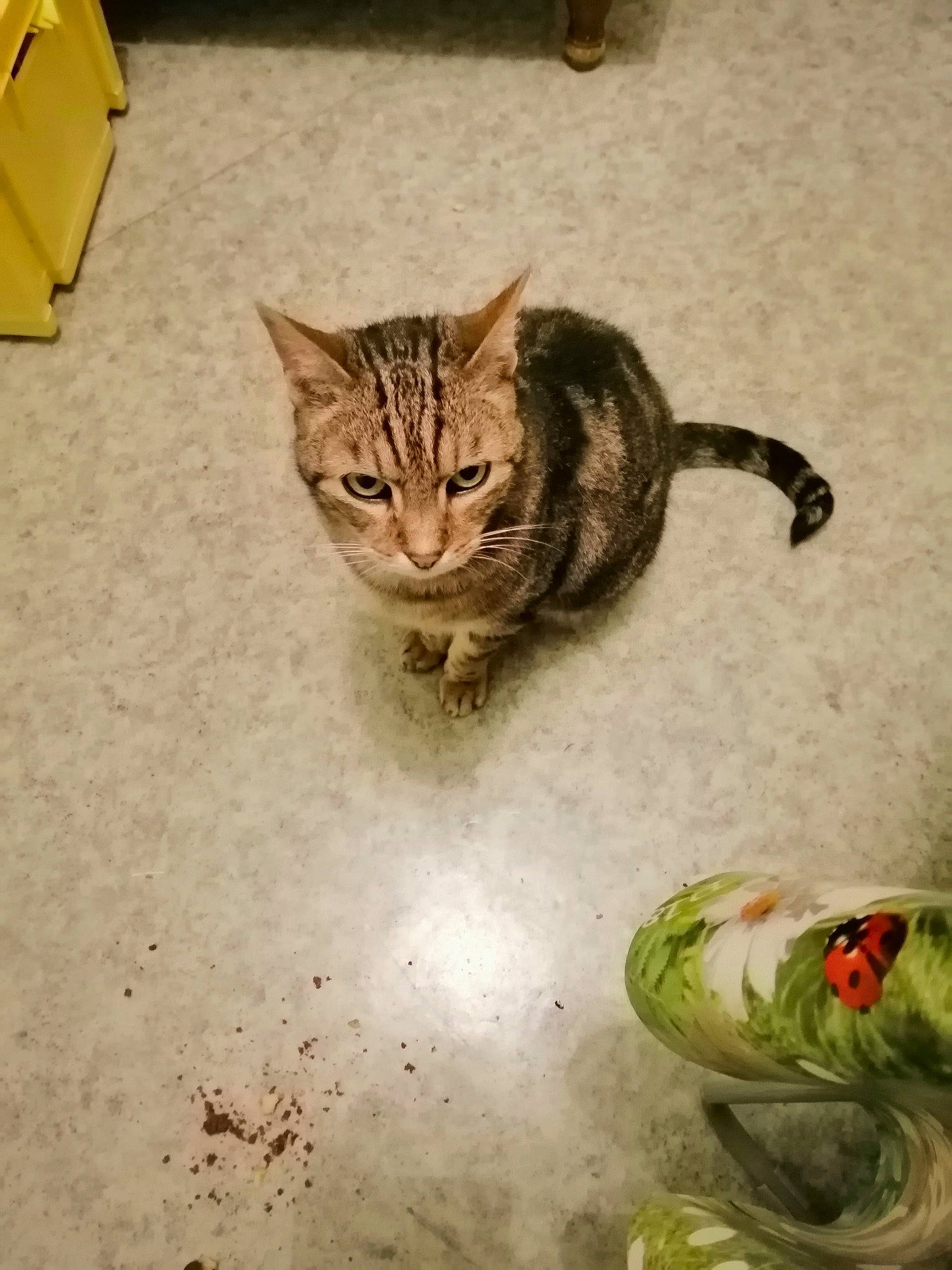 Démon participe au concours pour gagner de l'argent avec cette photo : art, carnivore, carton, cat, claw, comfort_food, domestic_short_haired_cat, felidae, fur, grass, illustration, leaf_vegetable, linens, paw, shipping_box, small_to_medium_sized_cats, snout, tail, terrestrial_animal, whiskers