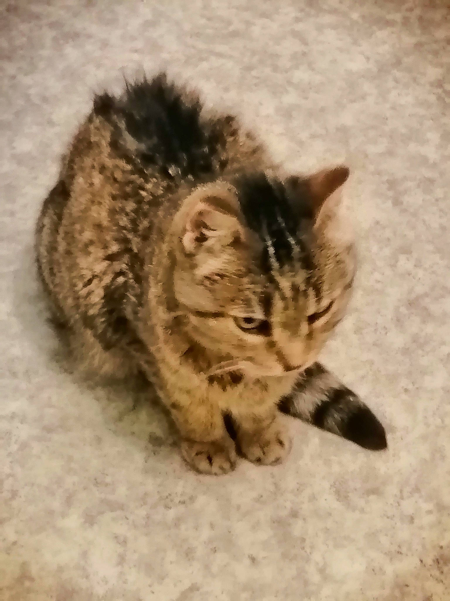 Chipie participe au concours pour gagner de l'argent avec cette photo : carnivore, cat, claw, domestic_short_haired_cat, felidae, fur, paw, sand, small_to_medium_sized_cats, snout, tail, terrestrial_animal, whiskers, wildlife