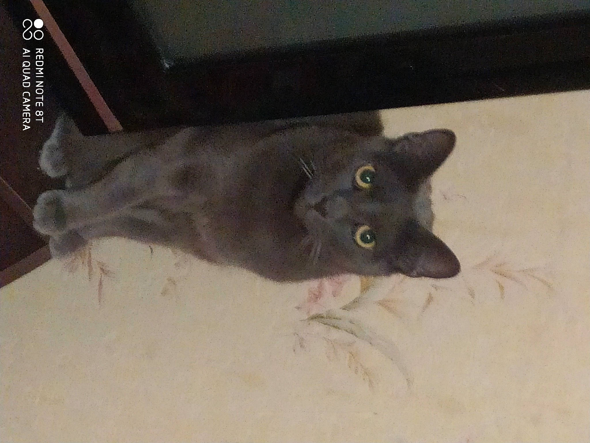 Missie participe au concours pour gagner de l'argent avec cette photo : black_cat, bombay, carnivore, cat, domestic_short_haired_cat, eye, felidae, flooring, fur, grey, small_to_medium_sized_cats, snout, tail, whiskers