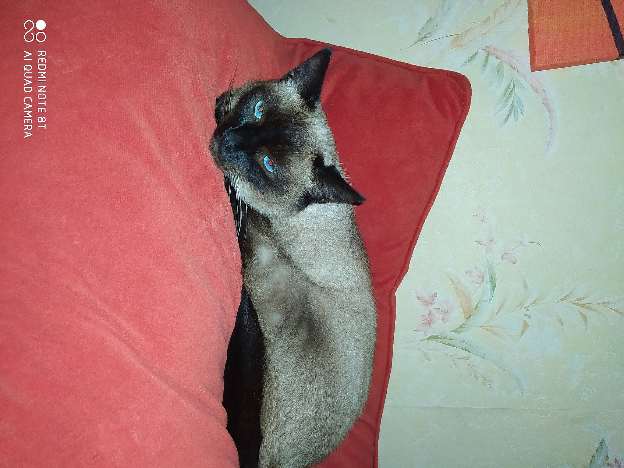 Pepette a rejoint le concours — aidez-le/la à gagner de superbes lots ! carnivore, cat, comfort, dog_breed, domestic_short_haired_cat, ear, elbow, fawn, felidae, font, fur, grey, iris, magenta, siamese, small_to_medium_sized_cats, snout, tail, visual_arts, whiskers