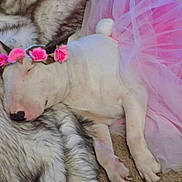 Mouse is registered to the contest to win money with this photo: dog, sleeping, flower_crown, pink_tutu, white_dog, fur_blanket, resting, cute, pet, animal, domestic_animal, cozy, soft_texture, indoor, relaxed, paw, nose, ears, costume, pink