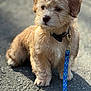 animal, brown, canine, closeup, collar, cute, dog, fluffy, fur, leash, outdoor, pavement, pet, puppy, side_view, sitting, small_dog, sunlight, walk, young