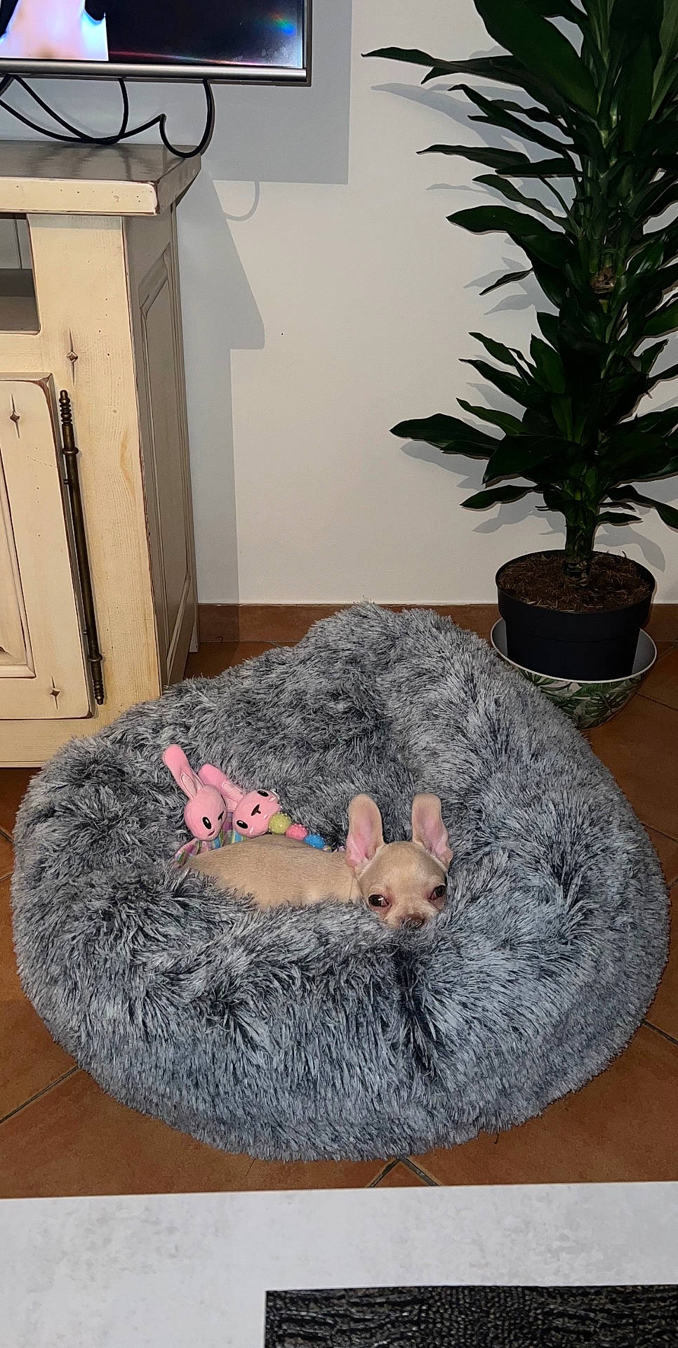 Tia participe au concours pour gagner de l'argent avec cette photo : animal, canine, cat, computerhardware, dog, dogbed, electronics, furniture, hardware, homedecor, jar, monitor, pet, pig, plant, planter, pottedplant, rabbit, rug, screen