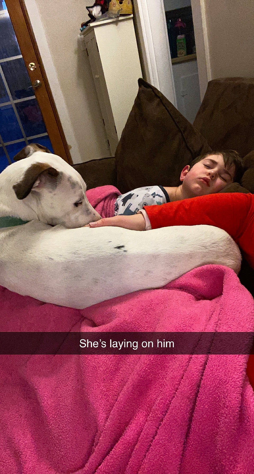 Vanilla Bean joined the competition — help win amazing prizes! bedding, blanket, canidae, comfort, companion_dog, dog, dog_breed, dogo_argentino, dogo_guatemalteco, human, lamp, linens, nap, non_sporting_group, pet_supply, sleep, sporting_group, working_dog