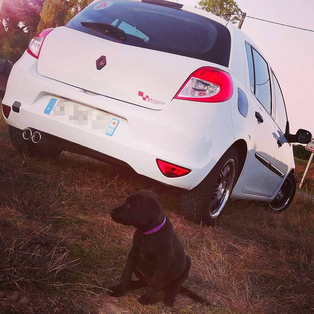 Prisca participe au concours pour gagner de l'argent avec cette photo : alloy_wheel, automotive_design, automotive_lighting, automotive_tire, bumper, car, carnivore, dog, green, hood, land_vehicle, light, motor_vehicle, sky, tire, trunk, vehicle, vehicle_registration_plate, wheel, window