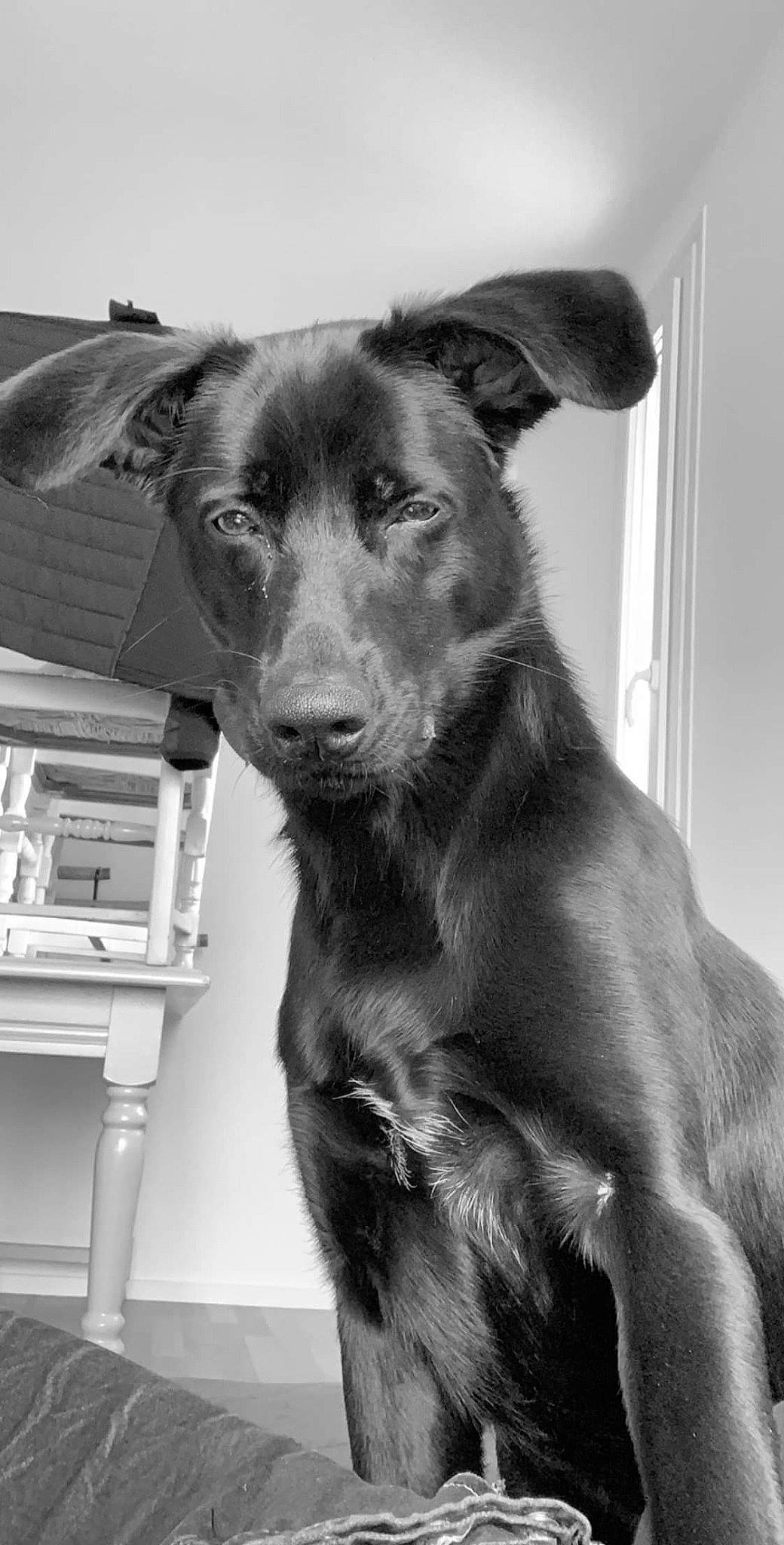 Prisca participe au concours pour gagner de l'argent avec cette photo : black, canidae, carnivore, collar, companion_dog, dog, dog_breed, dog_collar, ear, fur, jaw, monochrome, monochrome_photography, shelf, snout, sporting_group, style, whiskers, white, working_animal