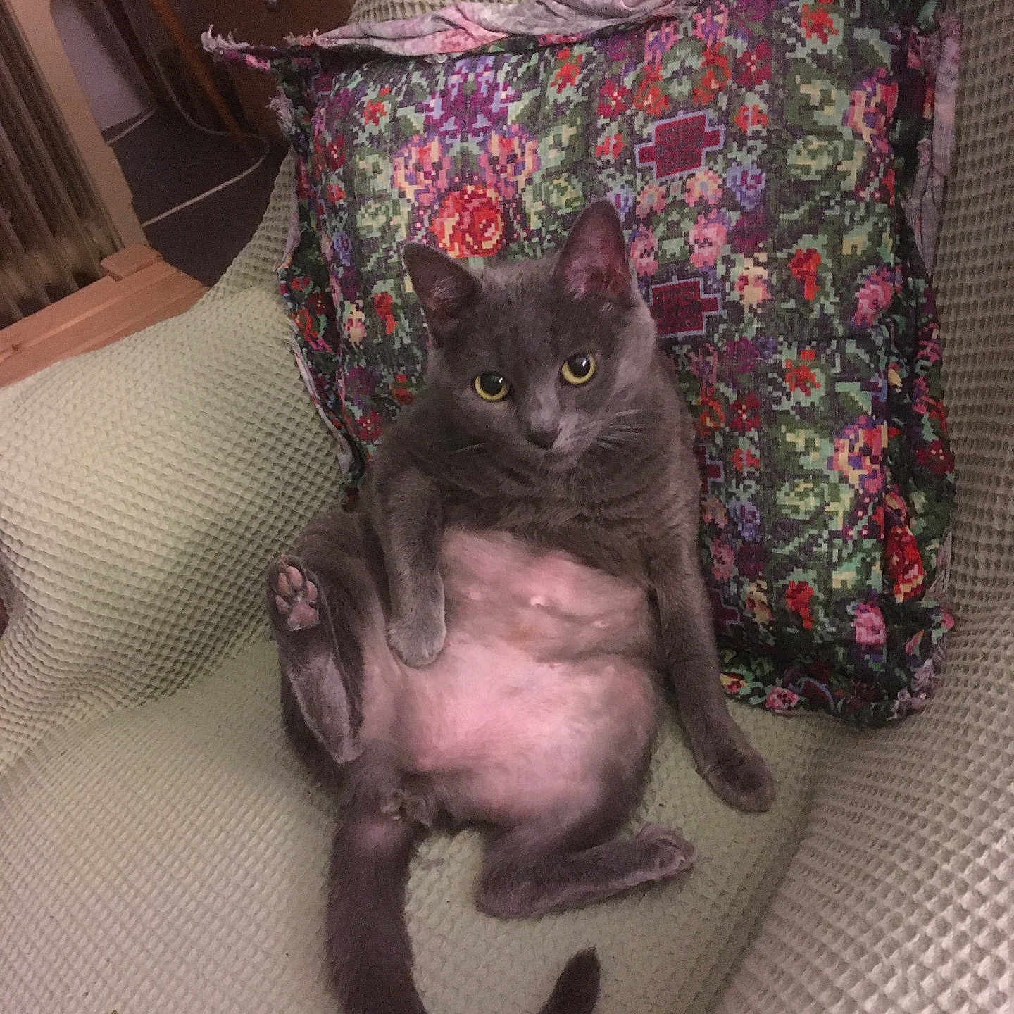 Vilaine participe au concours pour gagner de l'argent avec cette photo : animal, armchair, cat, cozy, cute, domestic_cat, ears, eyes, floral_pillow, furniture, gray_cat, indoor, lounging, paw, pet, pillow, relaxed, sitting, tail, whiskers