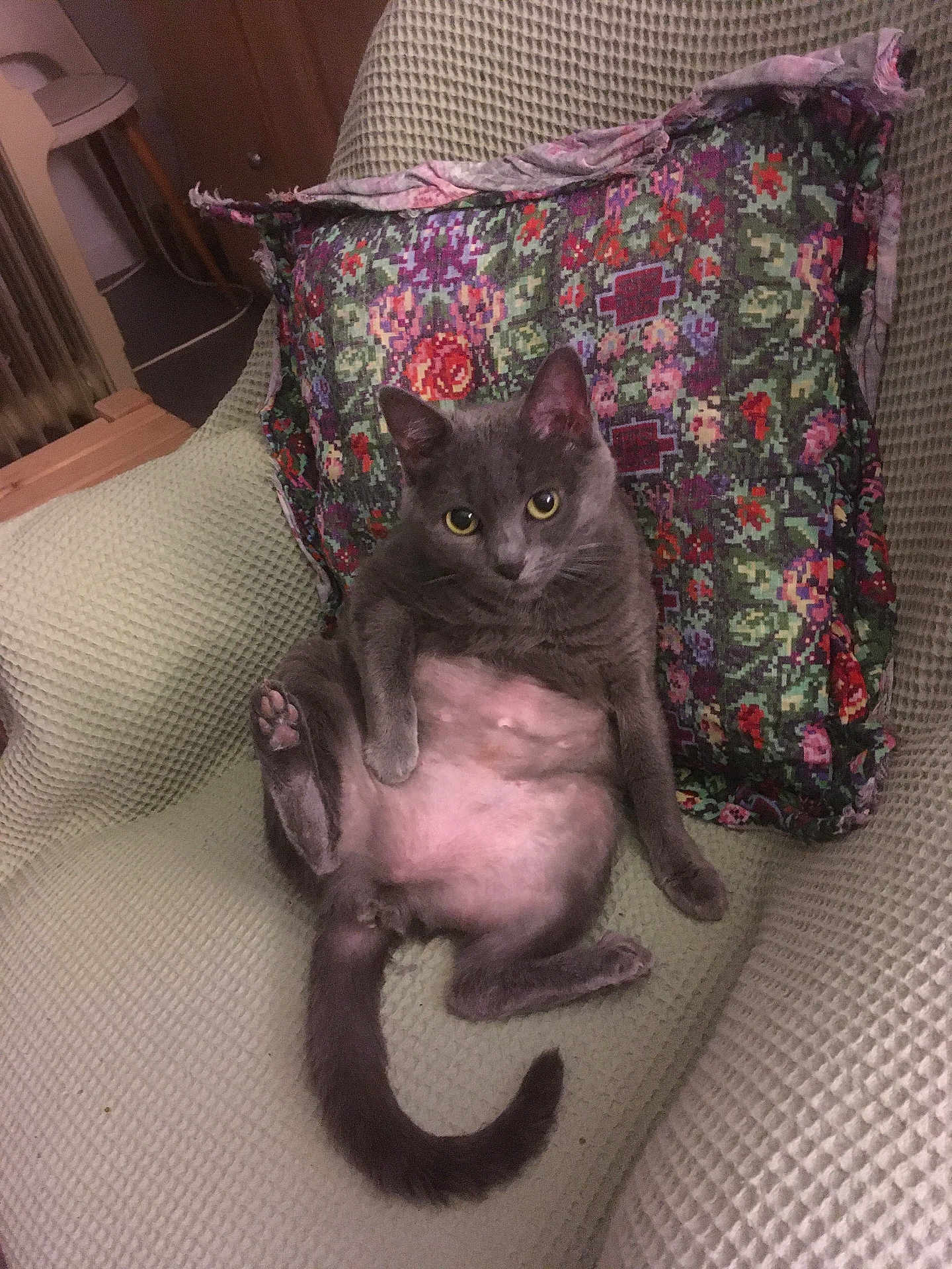 Vilaine participe au concours pour gagner de l'argent avec cette photo : cat, gray_cat, pet, animal, relaxed, lounging, armchair, pillow, floral_pillow, indoor, furniture, cozy, cute, whiskers, tail, ears, eyes, paw, sitting, domestic_cat