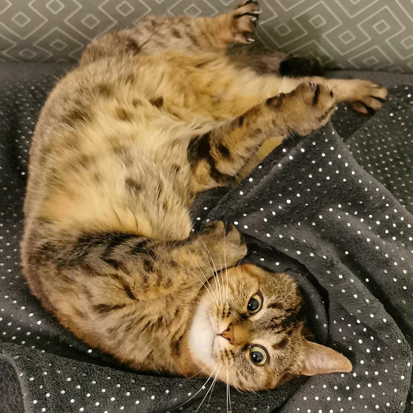 Nabila a rejoint le concours — aidez-le/la à gagner de superbes lots ! abyssinian, animal, armchair, bed, blanket, cat, chair, couch, cushion, egyptiancat, furniture, homedecor, kitten, linen, manx, person, pet, quilt, siamese, sleeping