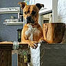 Kygo a rejoint le concours — aidez-le/la à gagner de superbes lots ! animal, appliance, background, brown_dog, container, dog, domestic, ears, furniture, glass_jar, household, indoor, kitchen, looking, paws, pet, shelf, stone_wall, wall, wooden_counter