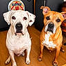 animal, barrel, brown_dog, cabinet, canine, curious, dog, ears, eyes, floor, fur, indoor, looking, pets, room, sign, sitting, two_dogs, white_dog, wood