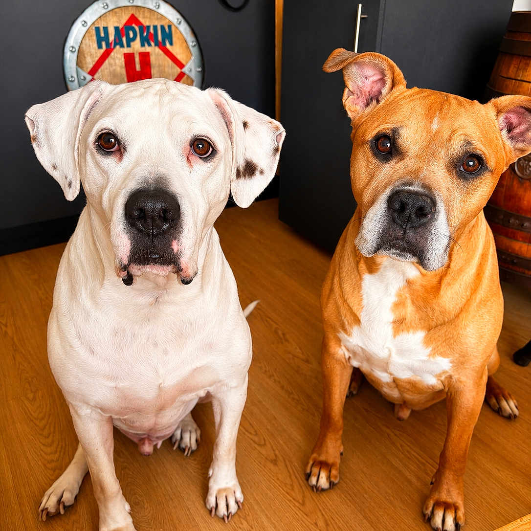 Kygo a rejoint le concours — aidez-le/la à gagner de superbes lots ! animal, barrel, brown_dog, cabinet, canine, curious, dog, ears, eyes, floor, fur, indoor, looking, pets, room, sign, sitting, two_dogs, white_dog, wood