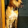 animal, brown_dog, calm, canine, dog, domestic, doorway, furniture, home, house, indoor, light, pet, portrait, quiet, resting, shadow, sitting, sunlight, tile_floor