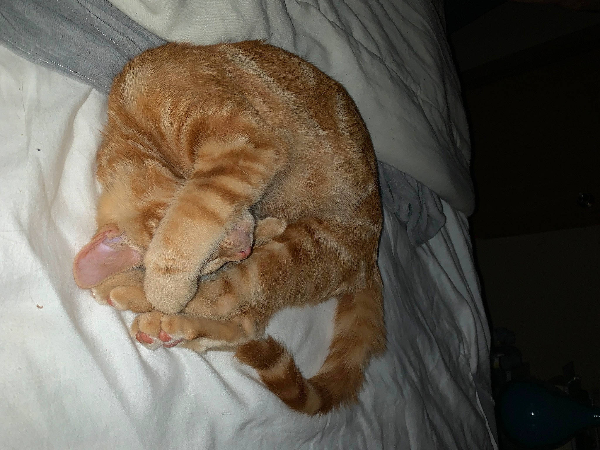 Louis V is registered to the contest to win money with this photo: canidae, carnivore, cat, claw, comfort, companion_dog, dog_breed, domestic_short_haired_cat, fawn, felidae, fur, paw, small_to_medium_sized_cats, snout, sporting_group, tail, terrestrial_animal, whiskers, wood, wrinkle