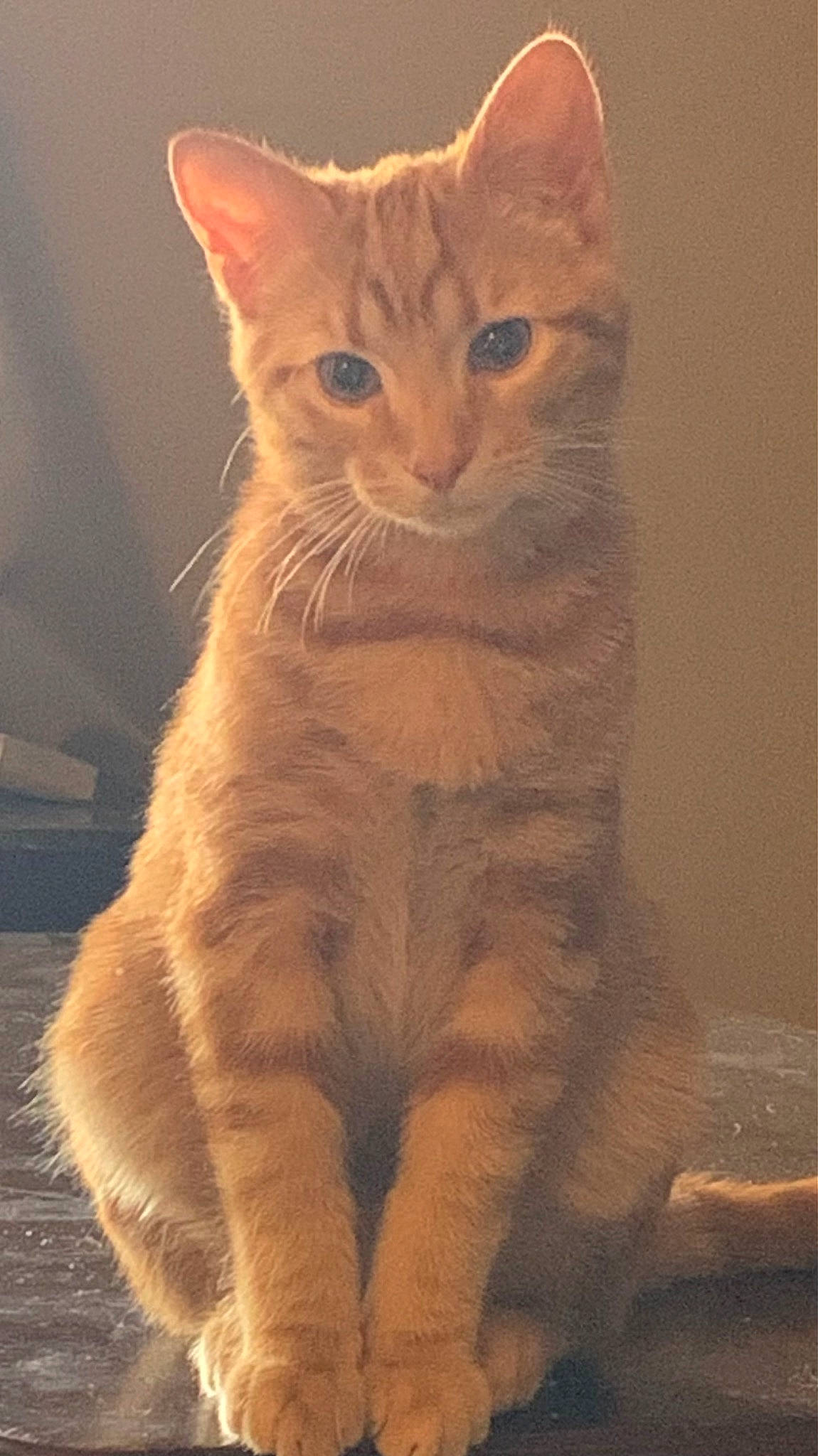 Louis V is registered to the contest to win money with this photo: carnivore, cat, claw, domestic_short_haired_cat, eye, fawn, felidae, fur, head, paw, peach, sitting, small_to_medium_sized_cats, snout, tail, terrestrial_animal, whiskers, wildlife, window