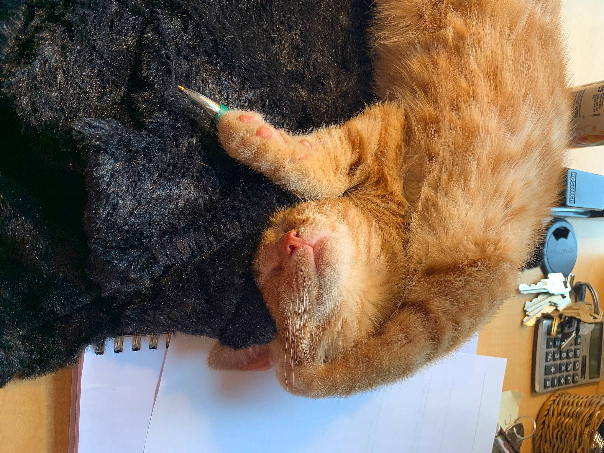 Louis V joined the competition — help win amazing prizes! canidae, carnivore, cat, claw, domestic_short_haired_cat, ear, fawn, felidae, foot, fur, gesture, human_leg, nap, paw, small_to_medium_sized_cats, snout, sporting_group, tail, whiskers, wool