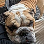 bulldog, dog, pet, close_up, wrinkles, face, canine, indoor, carpet, floor, fur, snout, resting, animal, mammal, black, white, brown, texture, human_leg