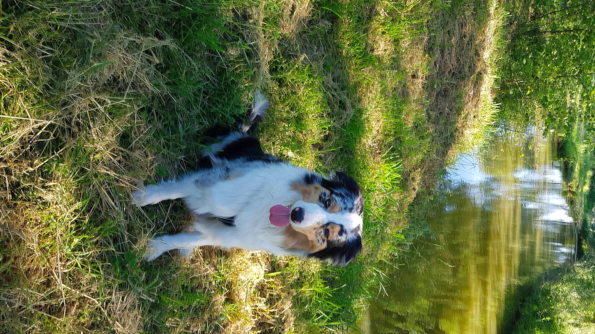 Orphee a rejoint le concours — aidez-le/la à gagner de superbes lots ! australian_shepherd, bank, border_collie, canidae, carnivore, dog, dog_breed, grass, herding_dog, sporting_group, watercourse