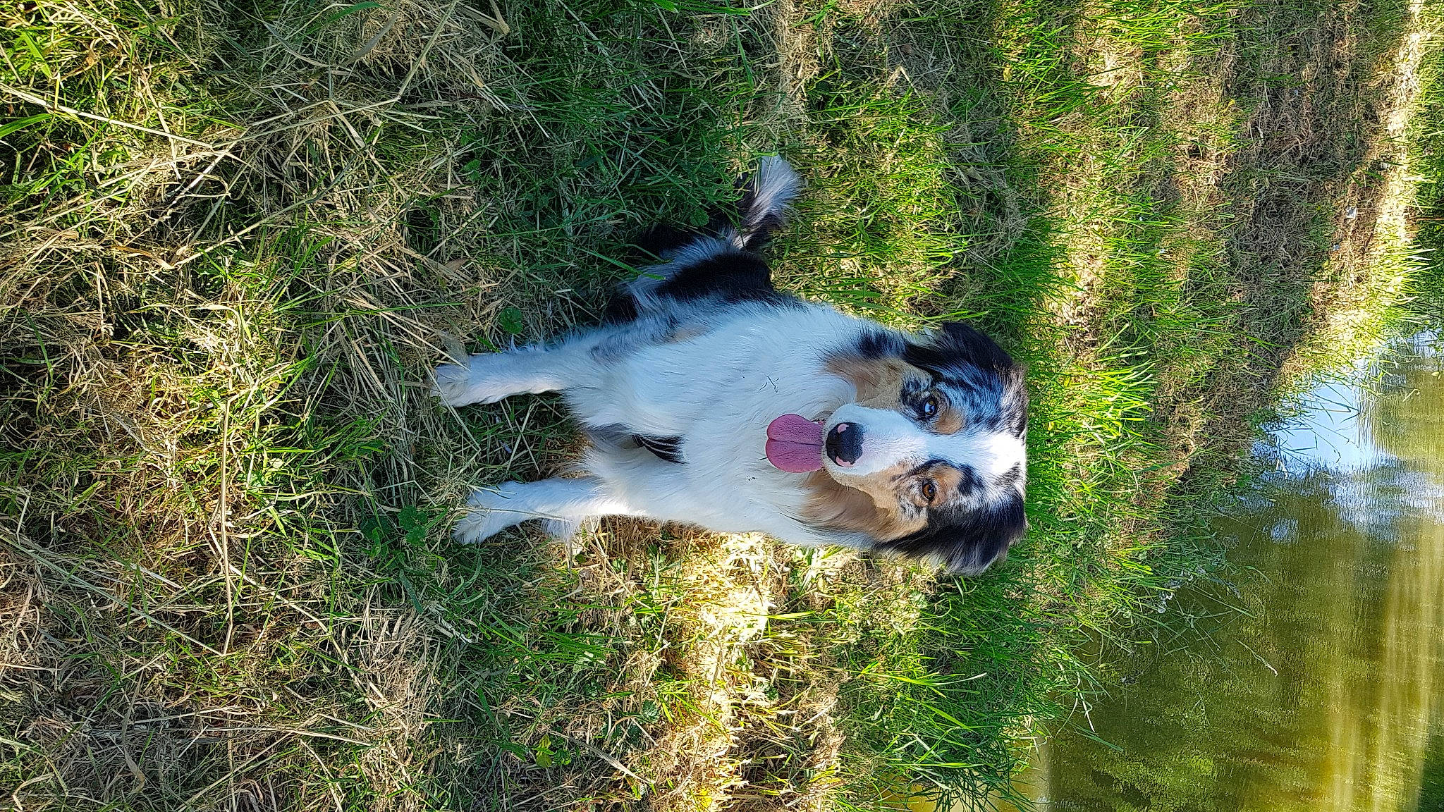 Orphee a rejoint le concours — aidez-le/la à gagner de superbes lots ! australian_shepherd, canidae, carnivore, dog, dog_breed, english_setter, snout, sporting_group