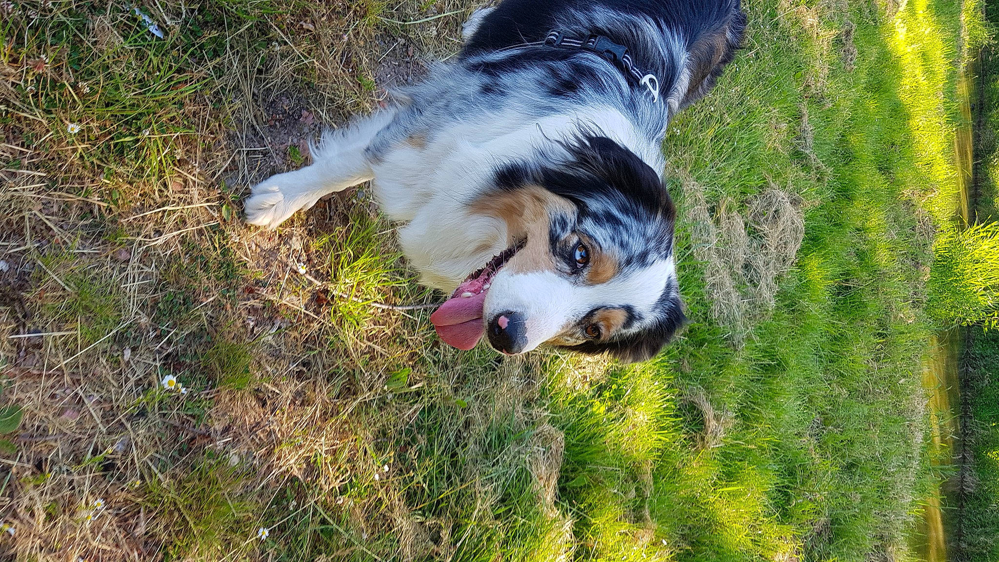 Orphee a rejoint le concours — aidez-le/la à gagner de superbes lots ! australian_shepherd, canidae, carnivore, dog, dog_breed, english_shepherd, grass, herding_dog, mammal, miniature_australian_shepherd, plant, snout, sporting_group, vertebrate, welsh_sheepdog, working_dog