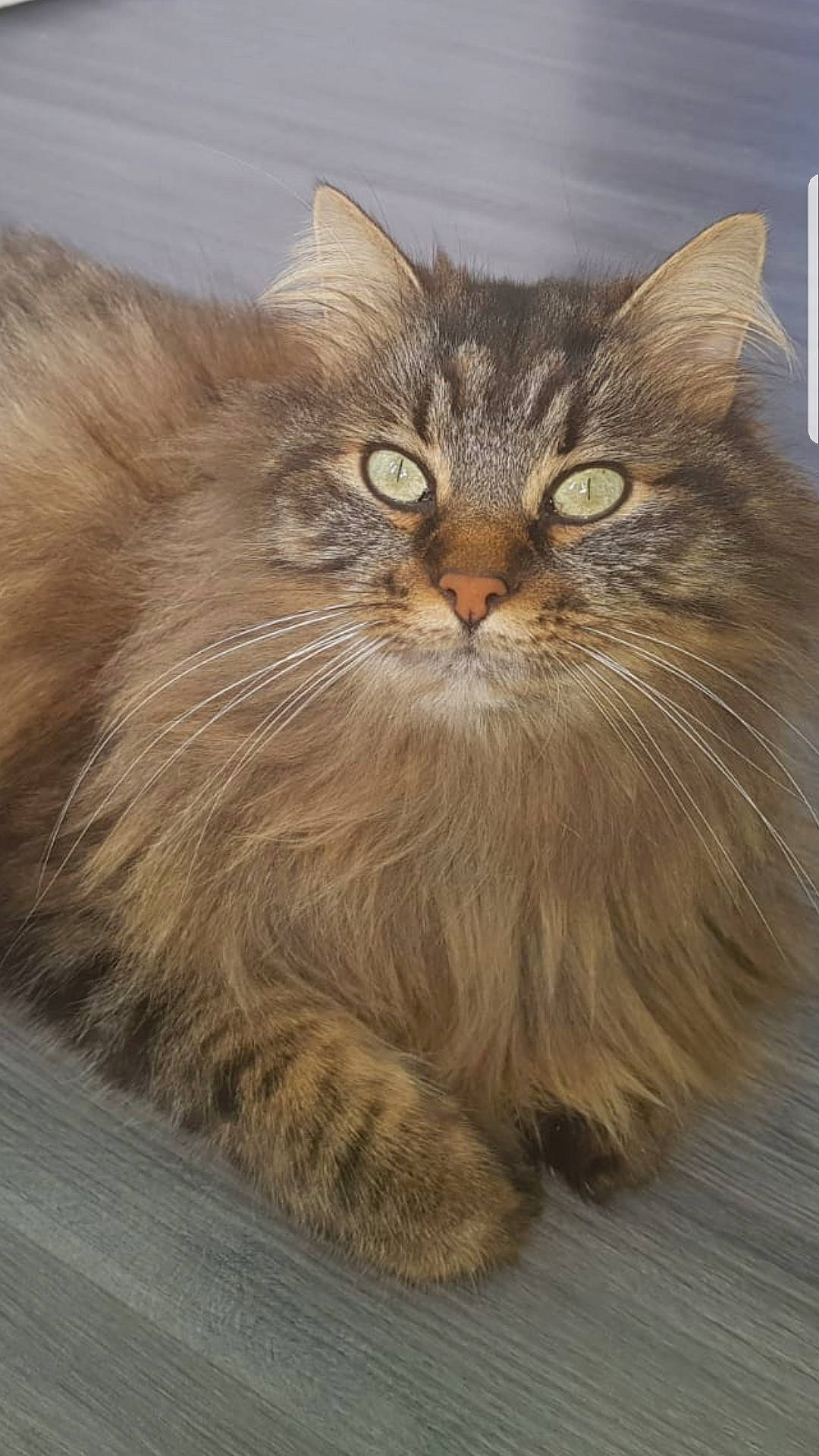 Tigrou participe au concours pour gagner de l'argent avec cette photo : asian, asian_semi_longhair, british_longhair, british_semi_longhair, carnivore, cat, cymric, domestic_long_haired_cat, fawn, felidae, maine_coon, mammal, norwegian_forest_cat, persian, ragamuffin, siberian, small_to_medium_sized_cats, vertebrate, whiskers, wild_cat