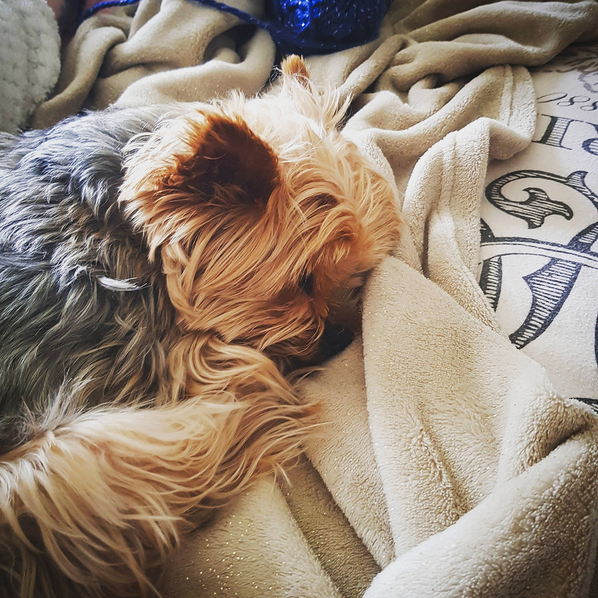 Epice a rejoint le concours — aidez-le/la à gagner de superbes lots ! australian_silky_terrier, canidae, carnivore, comfort, companion_dog, dog, dog_breed, ear, fawn, fur, interaction, love, morkie, nap, puppy, sleep, small_terrier, terrier, toy_dog, yorkshire_terrier