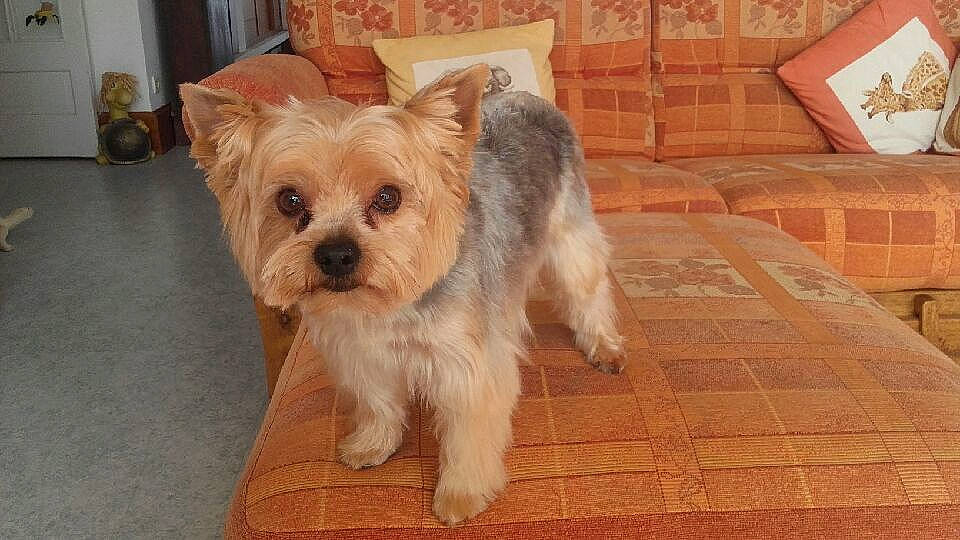 Epice a rejoint le concours — aidez-le/la à gagner de superbes lots ! australian_silky_terrier, biewer_terrier, cairn_terrier, canidae, carnivore, companion_dog, dog, dog_breed, glen_of_imaal_terrier, maltepoo, mammal, morkie, norwich_terrier, puppy, small_terrier, snout, sporting_lucas_terrier, terrier, vertebrate, yorkshire_terrier