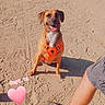 animal, beach, date_text, dog, floppy_ears, heart_sticker, human, legs, open_mouth, orange_harness, outdoor, pet, portrait, sand, shadow, sitting, smiling, sneakers, sunlight, vacation