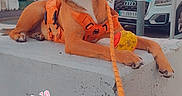 Stella a rejoint le concours — aidez-le/la à gagner de superbes lots ! brown_dog, cars, date_overlay, daylight, dog, happy, heart_sticker, large_dog, leash, lying_down, open_mouth, orange_harness, outdoor, residential_buildings, sidewalk, sitting, street, tongue_out, urban, yellow_toy