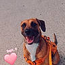 animal, brown_dog, concrete, dog, front_facing, happy, harness, leash, open_mouth, orange_harness, outdoor, pavement, pet, pink_heart, portrait, sitting, smiling, text_overlay, tongue, white_chest