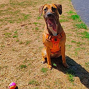Stella participe au concours pour gagner de l'argent avec cette photo : dog, orange_harness, ball, grass, park, sunny, outdoor, path, tree, fence, pet, canine, playful, summer, shadow, nature, animal, tongue_out, sitting, daytime