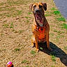 dog, orange_harness, ball, grass, park, sunny, outdoor, path, tree, fence, pet, canine, playful, summer, shadow, nature, animal, tongue_out, sitting, daytime
