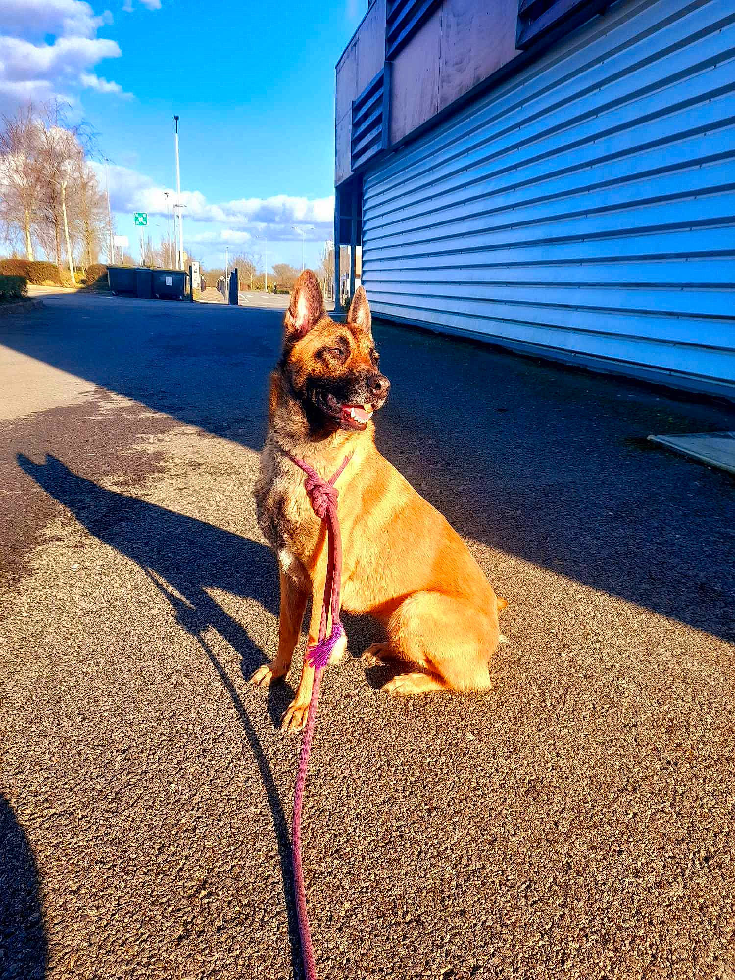 Shanelle a rejoint le concours — aidez-le/la à gagner de superbes lots ! asphalt, carnivore, cloud, collar, companion_dog, dog, dog_breed, eyewear, fawn, grass, pet_supply, plant, road, road_surface, sidewalk, sky, sunlight, tail, tints_and_shades, wood