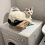 cat, white_cat, black_patches, laundry_room, washing_machine, folded_clothes, shelf, laundry_supplies, heater, pet, indoor, appliance, curious, resting, feline, home, domestic, cleaning, household, relaxed