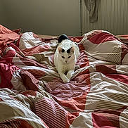 Milky a rejoint le concours — aidez-le/la à gagner de superbes lots ! cat, bed, bedding, blanket, indoor, feline, white_cat, black_markings, resting, cozy, patterned_bedding, radiator, fabric, comfort, relaxed, domestic, animal, fur, home, quiet