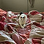 cat, bed, bedding, blanket, indoor, feline, white_cat, black_markings, resting, cozy, patterned_bedding, radiator, fabric, comfort, relaxed, domestic, animal, fur, home, quiet