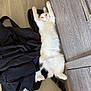 cat, white_cat, black_spots, lying_down, stretching, paw, adidas_bag, bag, floor, wooden_floor, black_bag, indoor, relaxed, pet, animal, feline, cute, fur, domestic_cat, resting