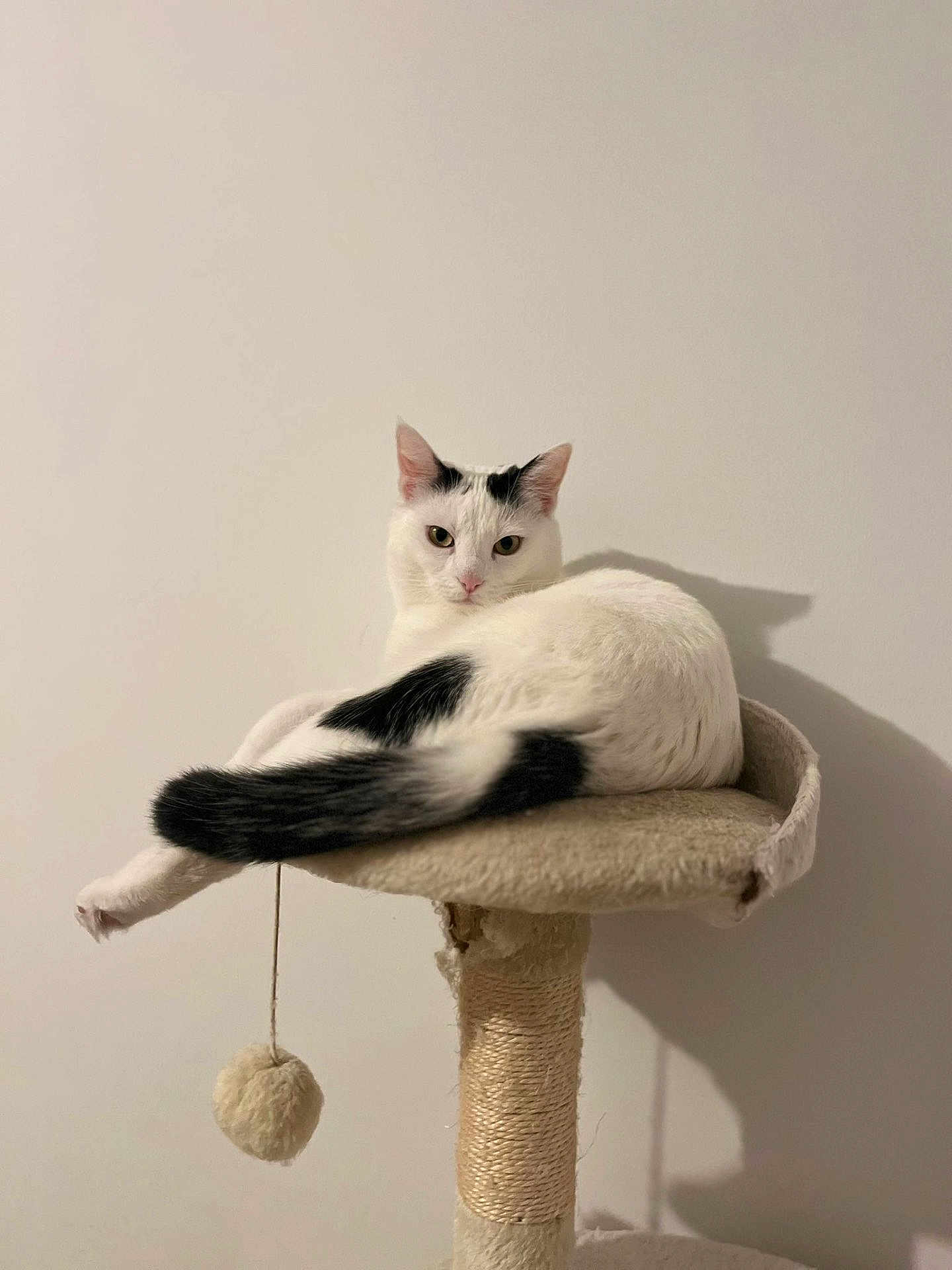 Milky
