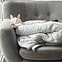 cat, white_cat, black_spots, sleeping, couch, gray_couch, blanket, white_blanket, indoor, window, natural_light, relaxation, pet, feline, cozy, fur, paw, resting, domestic, comfortable