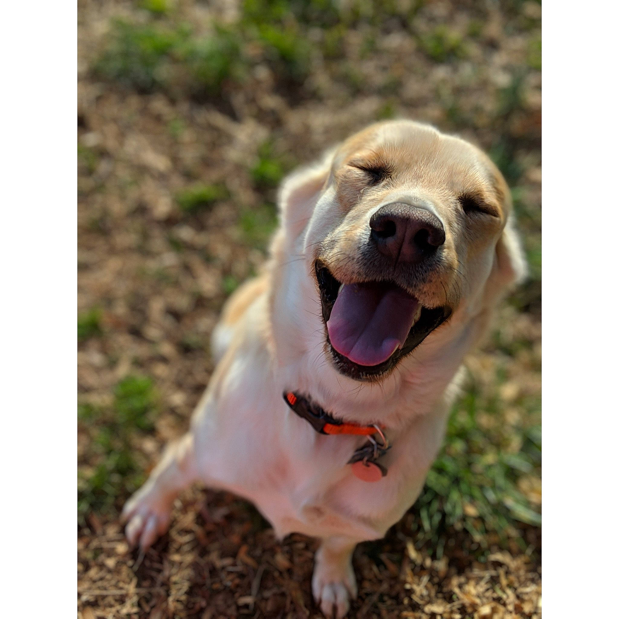 Morty joined the competition — help win amazing prizes! canidae, carnivore, companion_dog, dog, dog_breed, fawn, golden_retriever, labrador_retriever, mammal, retriever, snout, sporting_group, tongue, vertebrate