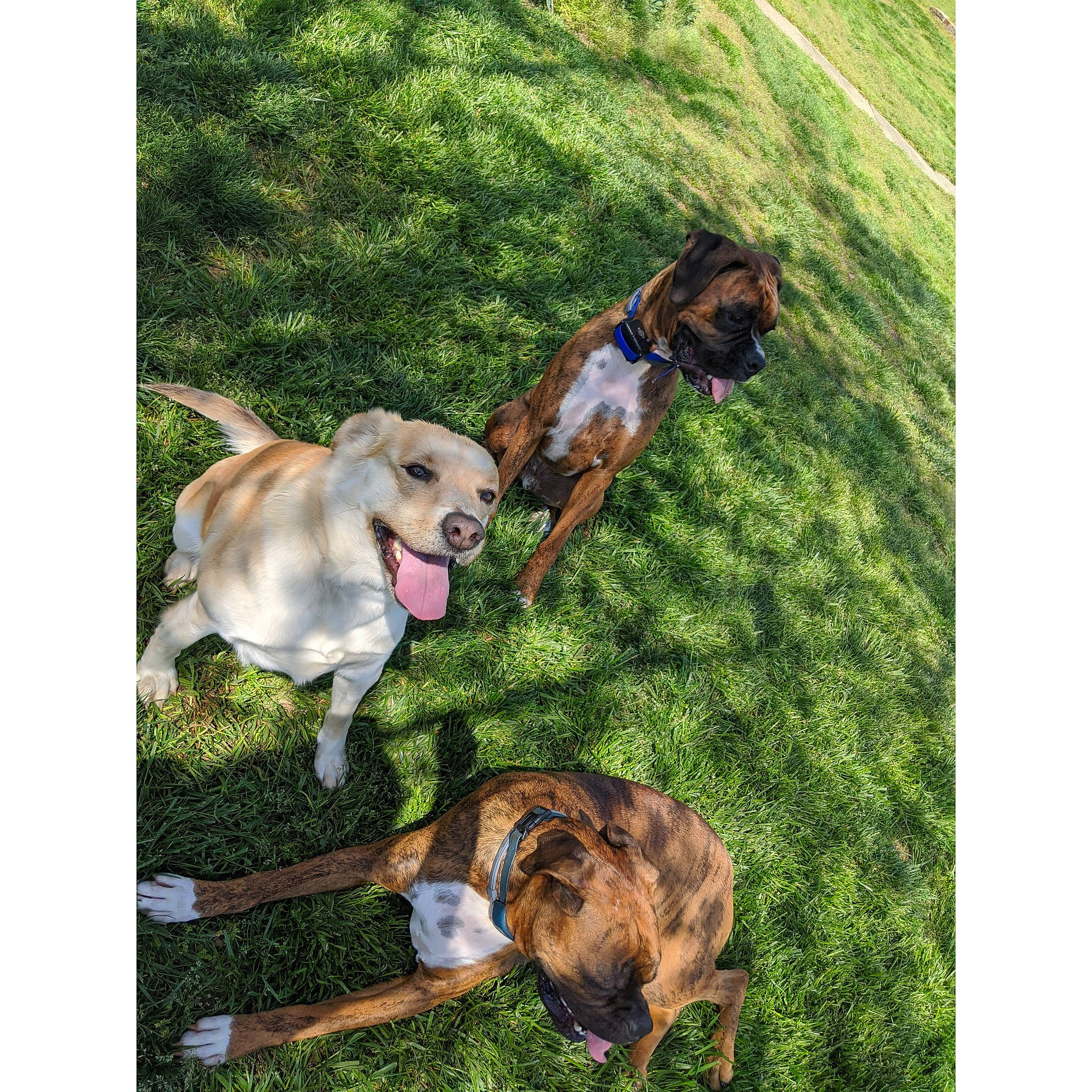 Morty joined the competition — help win amazing prizes! boxer, canidae, carnivore, companion_dog, dog, dog_breed, dog_collar, fawn, grass, leash, mammal, play, puppy, sporting_group