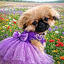 dog, puppy, small_dog, tutu, purple_dress, bow, sparkle, field, flowers, wildflowers, flower_field, outdoor, portrait, cute, fur, big_eyes, accessory, garden, spring, colorful