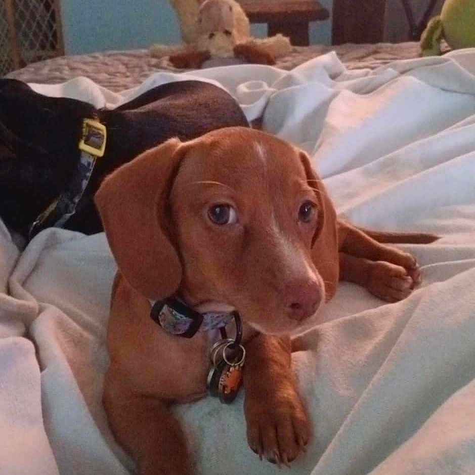 Bach is registered to the contest to win money with this photo: animal, ball, bed, blanket, canine, cushion, dog, face, furniture, head, homedecor, hound, person, pet, photography, portrait, puppy, sport, tennis, tennisball