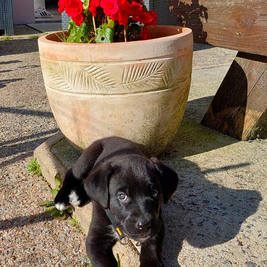 Vador participe au concours pour gagner de l'argent avec cette photo : animal, canine, cookware, dog, flower, flowerarrangement, geranium, herbal, herbs, jar, leaf, pet, petal, plant, planter, pottedplant, pottery, puppy, soil, vase