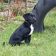 Vador participe au concours pour gagner de l'argent avec cette photo : alloywheel, animal, architecture, building, canine, car, carwheel, dog, grass, machine, nature, outdoors, pet, plant, puppy, spoke, tire, transportation, vehicle, wheel