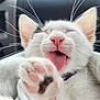 Hellas a rejoint le concours — aidez-le/la à gagner de superbes lots ! adorable, animal, blurred_background, cat, close_up, cute, domestic, feline, indoor, kitten, mammal, paw, pet, pink_nose, sleepy, soft, tongue, whiskers, white_fur, young