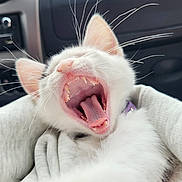 Hellas a rejoint le concours — aidez-le/la à gagner de superbes lots ! animal, car_interior, cat, close_up, cozy, cute, fabric, fur, kitten, pet, pink, seat, small, soft, teeth, tongue, whiskers, white_cat, yawning, young