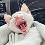 animal, car_interior, cat, close_up, cozy, cute, fabric, fur, kitten, pet, pink, seat, small, soft, teeth, tongue, whiskers, white_cat, yawning, young