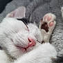 Hellas a rejoint le concours — aidez-le/la à gagner de superbes lots ! adorable, animal, black_patch, blanket, cat, close_up, cozy, cute, fur, indoor, paw, peaceful, pet, pink_nose, relaxed, resting, sleeping, soft, whiskers, white_cat